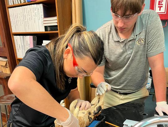 Mary Palmer Tupman and Easton Smith work on a fetal pig dissection.