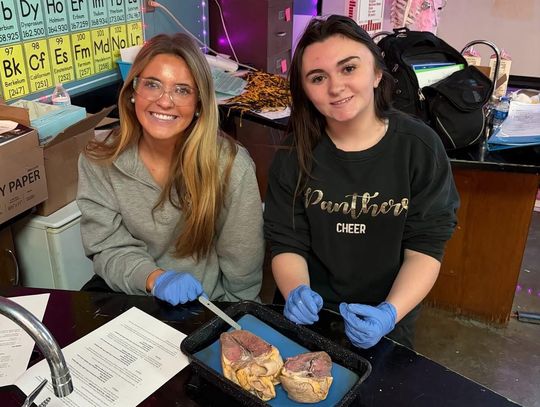 Canton Academy students dissect porcine hearts in anatomy class