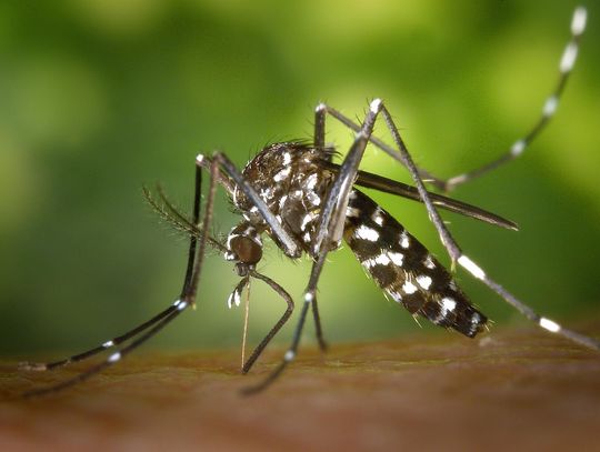 Cantonians urged to protect against mosquito bites