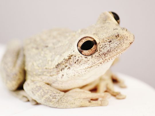 CoffeeTime: “BOILING A TOAD IS ONLY FUN FOR THE BOILER”