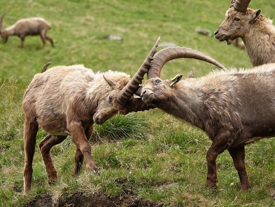 CoffeeTime: “CHIEF FAULT AND DEFAULT OF COUPLES”