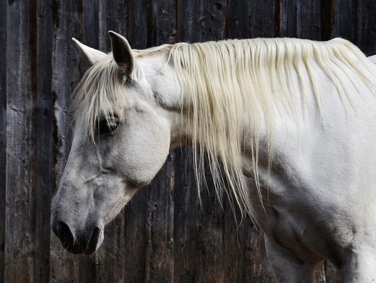 CoffeeTime: THE HORSE NAMED GRACE