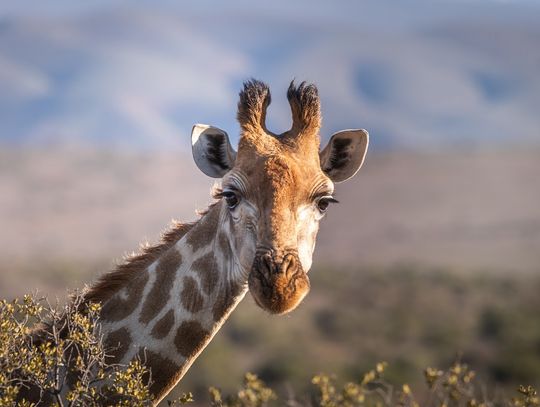 Malcolm Dykes: Lessons From a Giraffe