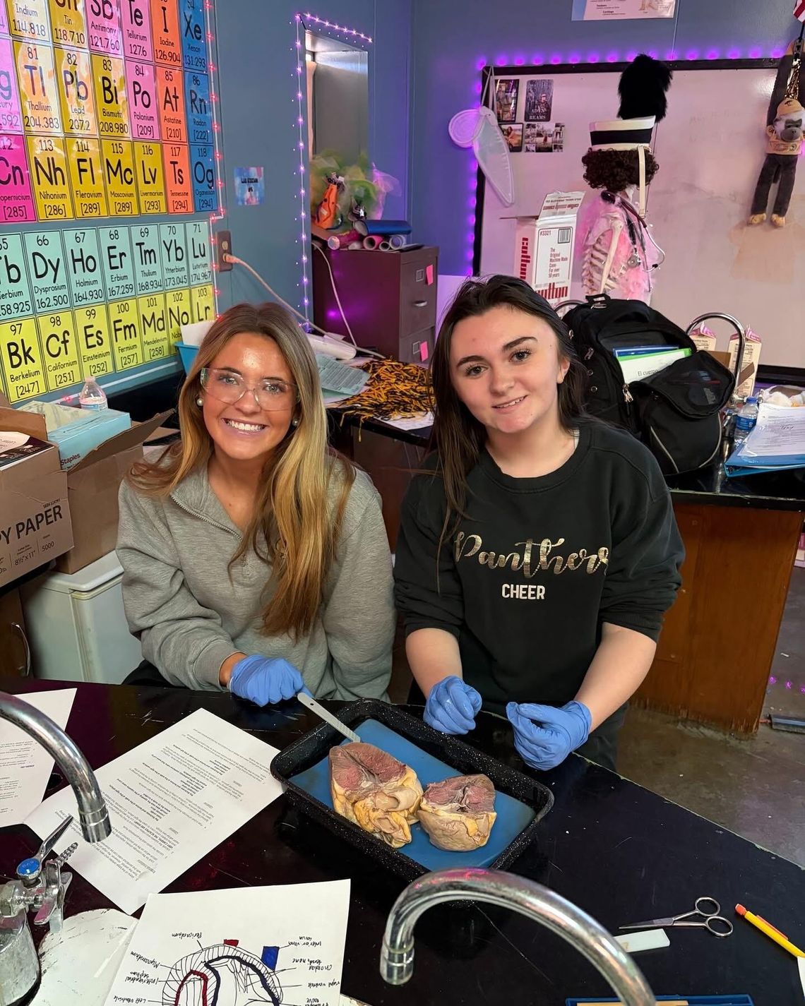Canton Academy students dissect porcine hearts in anatomy class