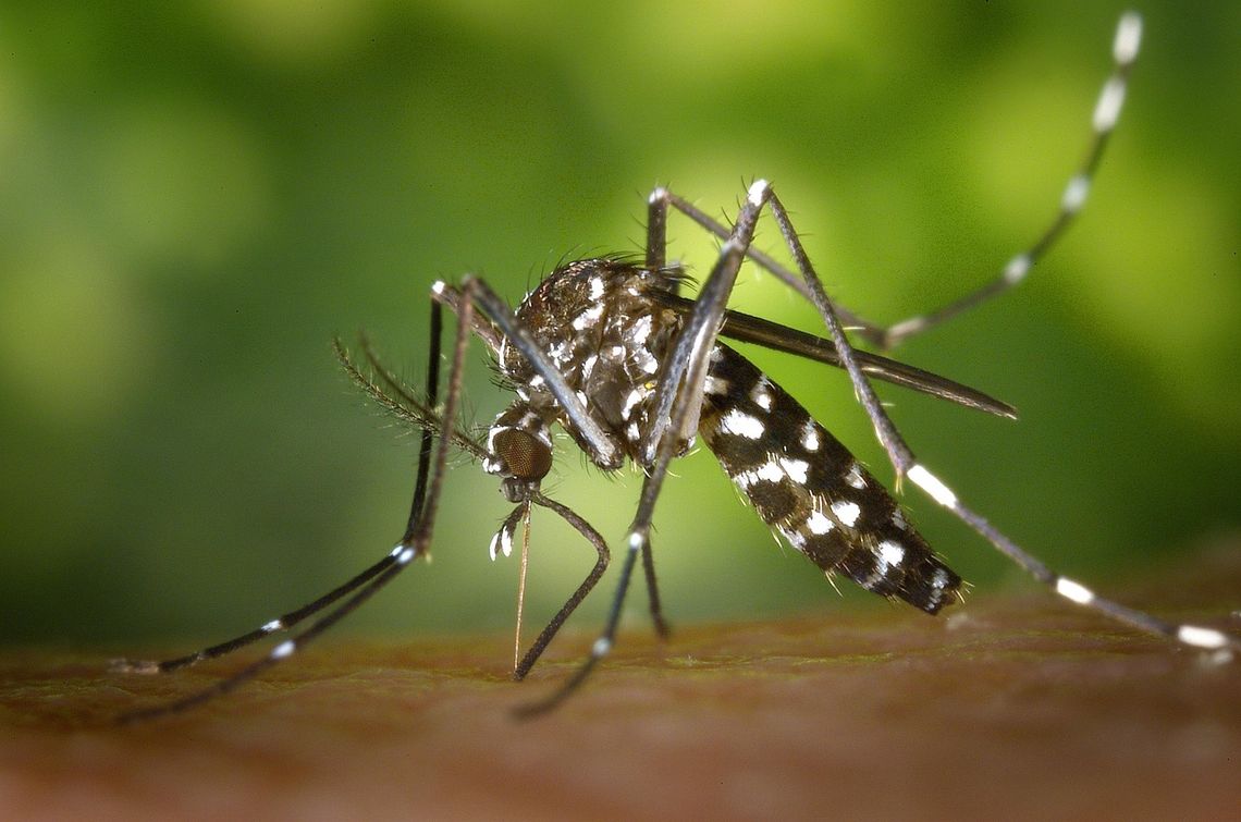 Cantonians urged to protect against mosquito bites