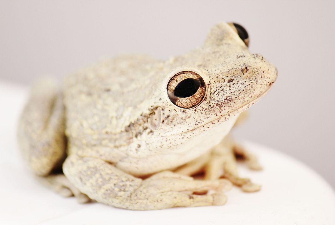 CoffeeTime: “BOILING A TOAD IS ONLY FUN FOR THE BOILER”