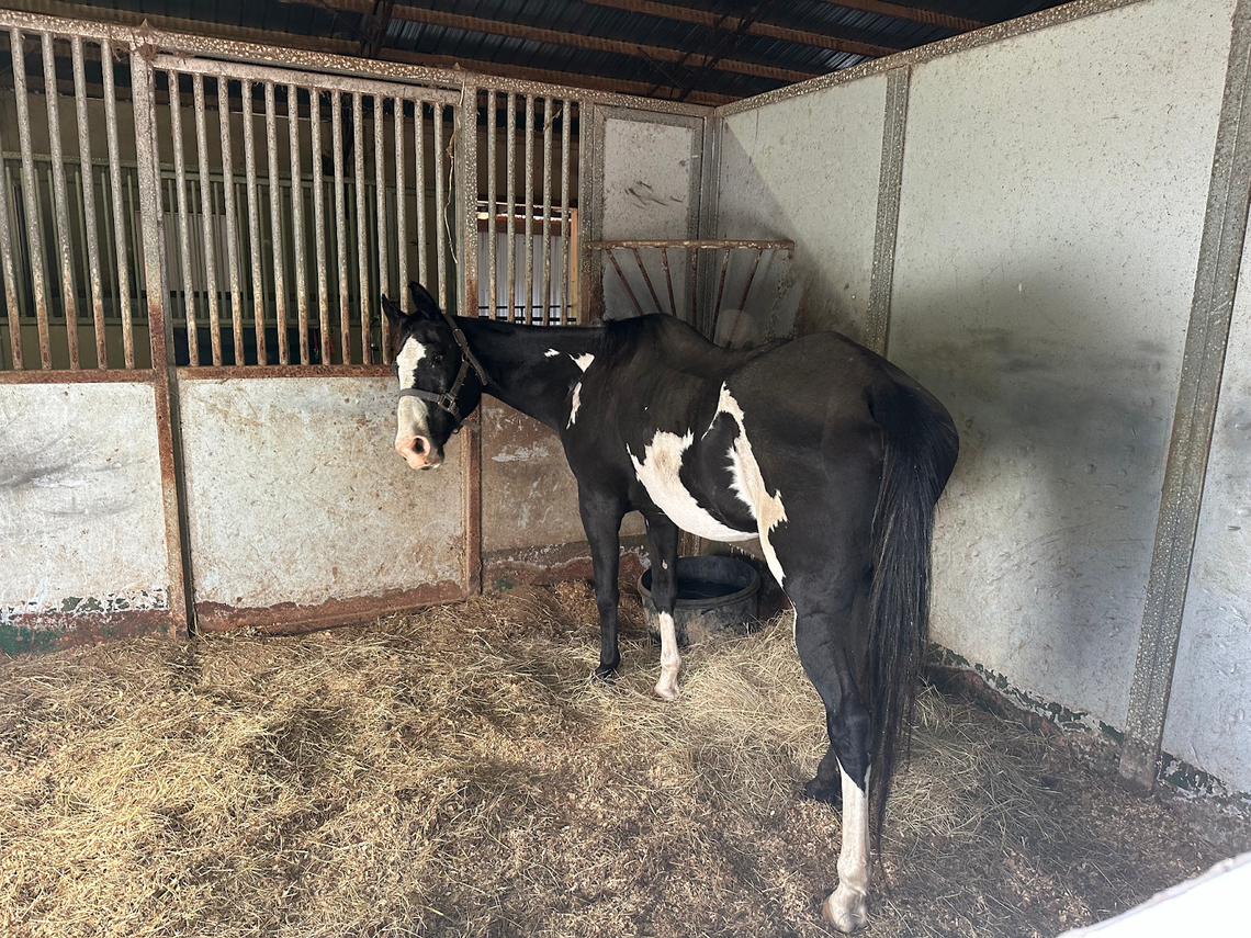 Litigation Nightmare Over Seized Equines