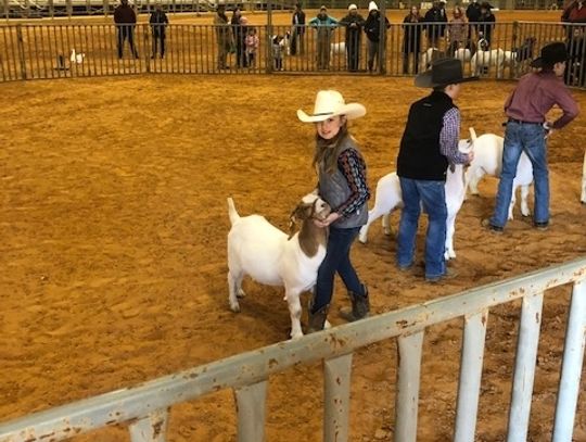 Madison County 4H Livestock Show 2022